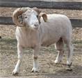 Coyote Acres Poorton 996G